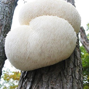 lovUred's tweet photo. 노루궁뎅이버섯 볼 때마다 이건 왜 이름을 이따우로 지었을까 생각했었는데 노루궁뎅이 한번 보자마자 엄청난 직관성에 감탄을 금할 수가 없었다 https://t.co/mpJaIIlvNY