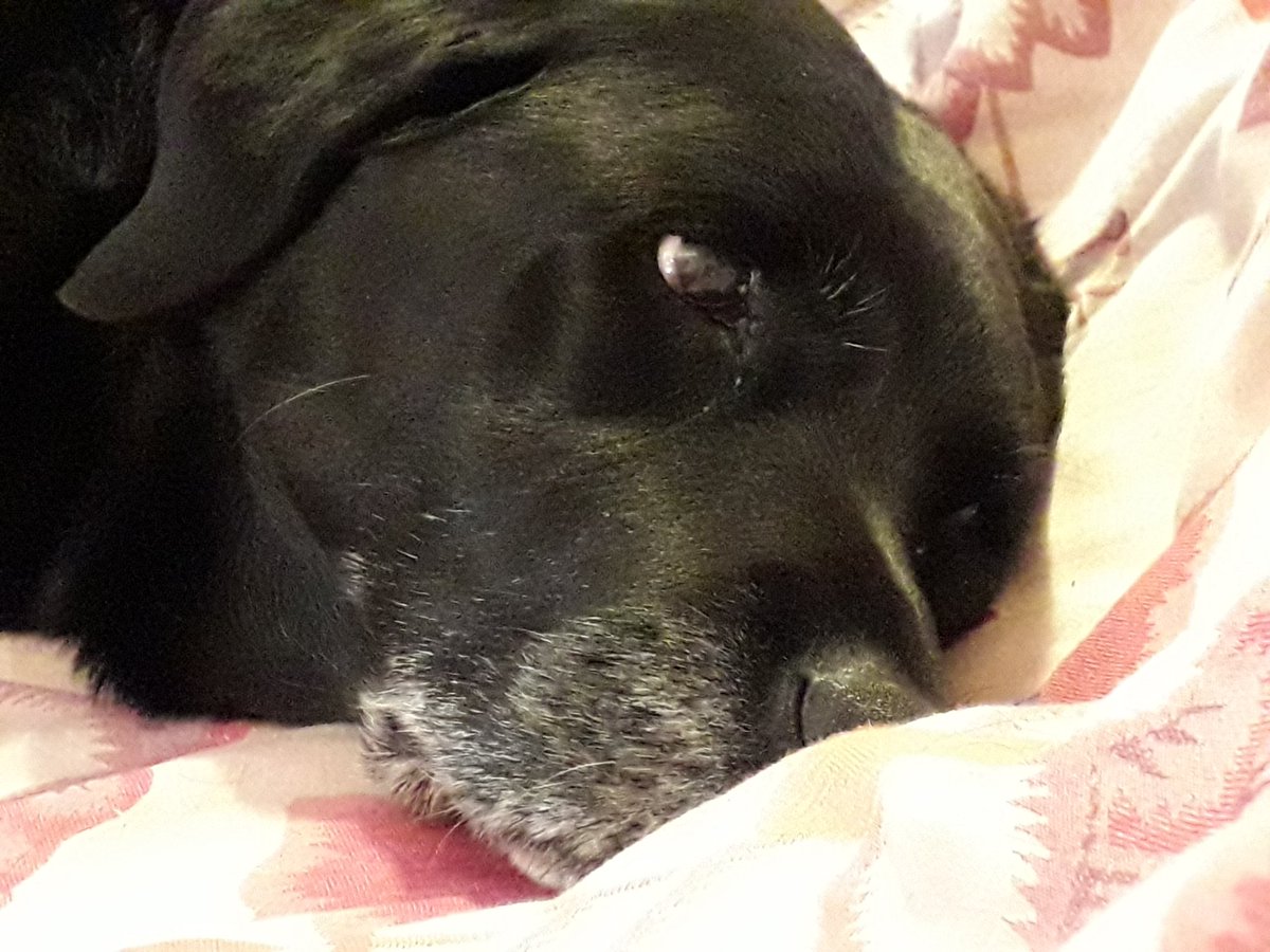 OutInAllWeather's tweet photo. @clarebalding This is 12 1/2 yr old Molly, taken last night on our bed. (Molly as usual was hogging the bed.) We #adopted her from @LabradorsinNeed nearly 4 yrs ago. 

#AdoptDontShop #BestDogsAreRescueDogs #Oldies #rescuedog #LabradorsRule #BlackLabrador https://t.co/WDsxrK78wB