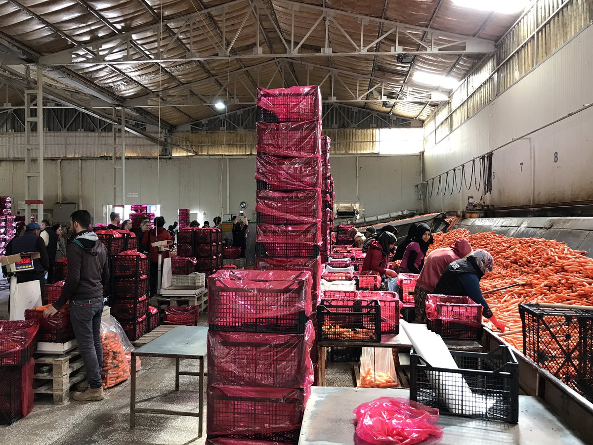 AnkaraAgri's tweet photo. at #Taskiran #Tarim 🥕 where water is recycled, reject carrots are used for carrot juice or as fodder & broken plastic crates are granulated which is then material for new crates @CircularAgriculture @AgroBericht @minlnv https://t.co/aKEEdQ2Ewk