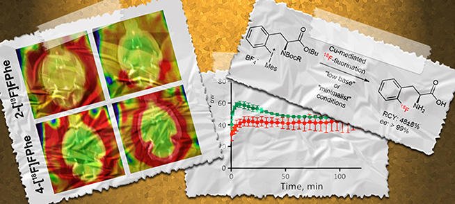 thiemechemistry's tweet photo. 2-[18F]Fluorophenylalanine is a promising tracer regarding positron emission #tomography.😮 PET has an enormous potential in personalized medicine.💡 Bernd Neumaier and co-authors recently released a new efficient #radiosynthesis of this tracer ➡️ https://t.co/89tfZENxCz https://t.co/uudswJfsc1
