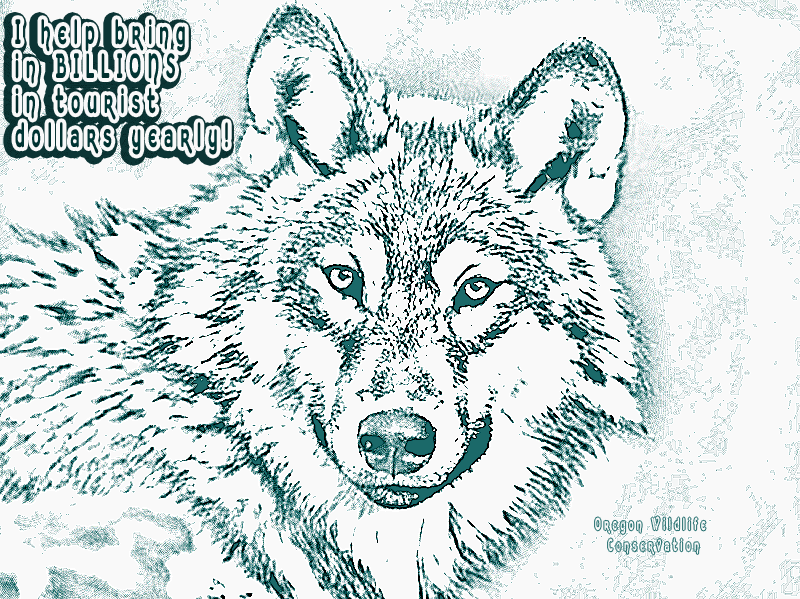 OWConservation's tweet image. .@ronwyden
Oregonians and indeed, Americans across this great nation, are counting on your efforts to OPPOSE the Trump admin delisting of all gray wolves in the lower 48 states!