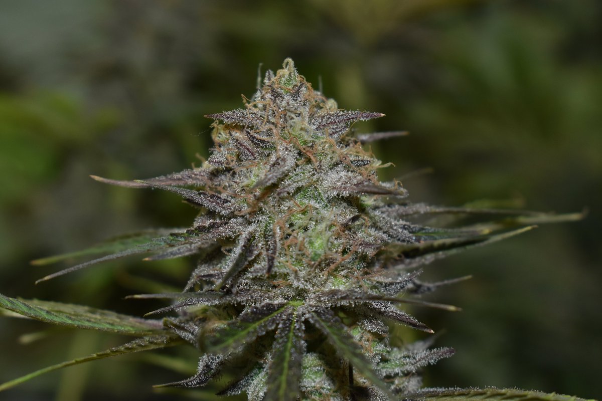 rarofarm's tweet photo. Para comenzar esta nueva aventura, os queremos presentar White Rabbit CBD. Una cepa en formato regular, que alcanza niveles de superiores al 12% de CBD así como de THC. Si quieres saber mas... ¡Permaneced atentos! #WhiteRabbitCBD #EdicionUltraLimitada #RaroGeneticsFarm https://t.co/wkB90S7eoE