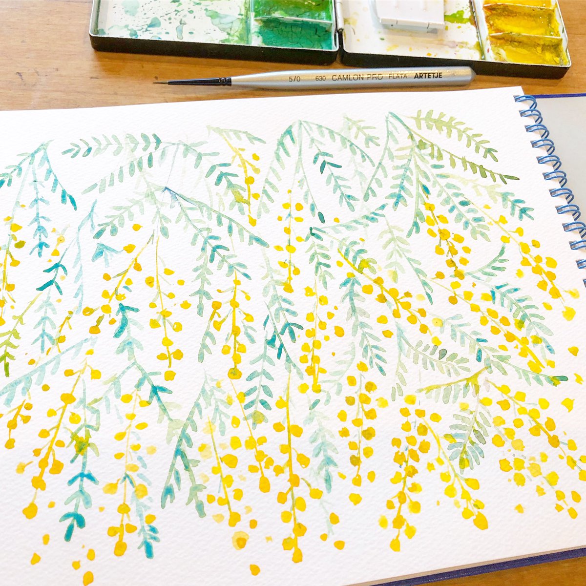 Haruiro はるいろ W ﾉ 3 8は ミモザの日 なんですって 水彩でミモザを描きました パッと明るい黄色 よく見ると花も葉っぱも繊細で素敵 インスタグラム T Co Eeswguzvfa 水彩 Mimosa ミモザ イラスト Festadelladonna