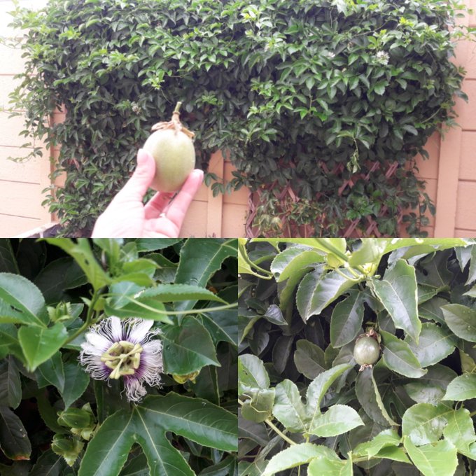 My passion fruit is producing lots of yummy organic fruit to eat i love gardening. https://t.co/fnWg