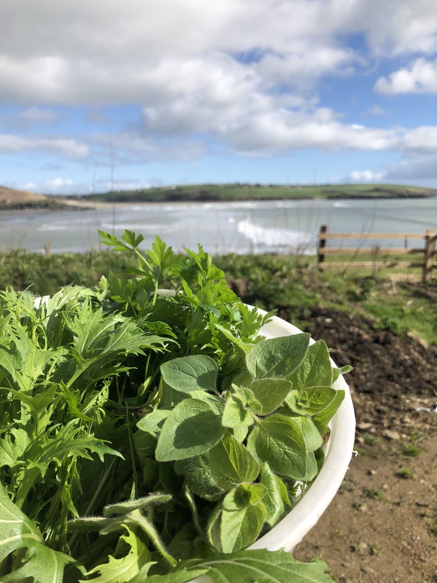 KevAherneSage's tweet photo. This has to be one of the best kitchen garden locations in Ireland 
#Chefsdream @Dunmorehouse https://t.co/x2usnUFBGx
