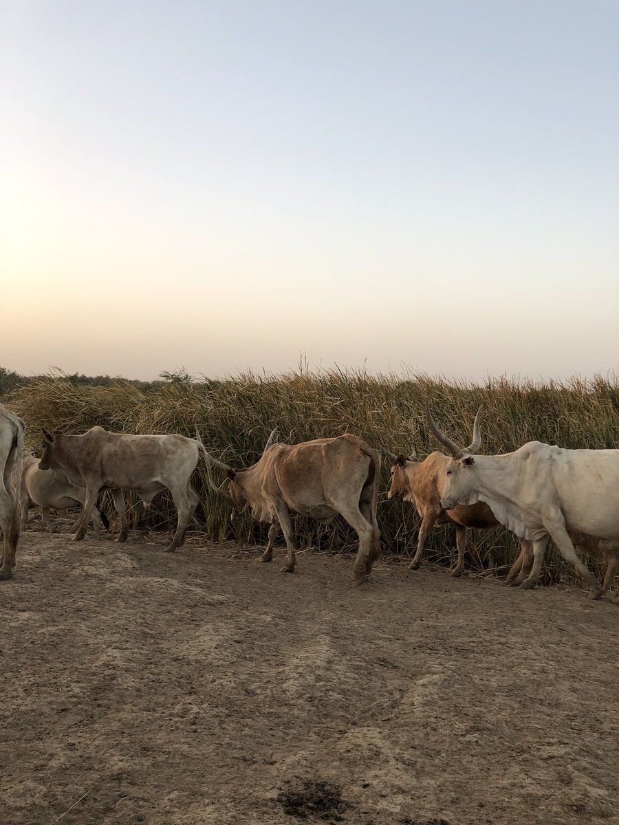 antoinesire tweet media