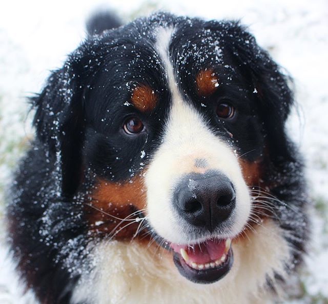 narabernese's tweet photo. Happy #tbt to a #snowy face! ❄️ .
.
#tb #throwbacks #tbt🔙 #snowyface #snowface #dogface #sweetface #cuteface #puppers #snowdogs #bernersennenhund #bernesemountaindoglovers #bernerlovers #bernesemountaindog #worldofberners #berneseofinstagram #gentleg… https://t.co/FbKpA7kYKc https://t.co/eNBX5nIiWV