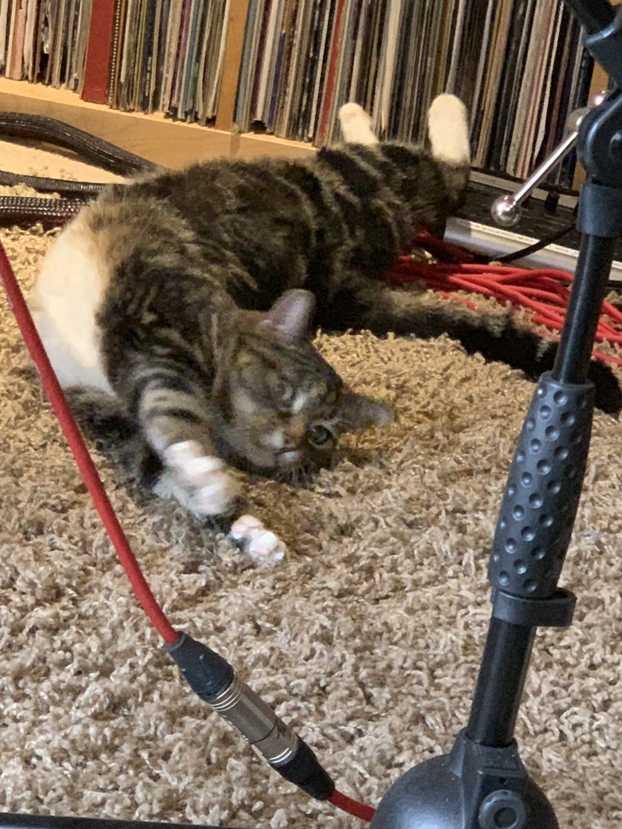 HybridBandUK's tweet photo. What the hell are you doing??? #bandcat #mazzystar #killer #deathbybandcat https://t.co/48aq2ZRiNb