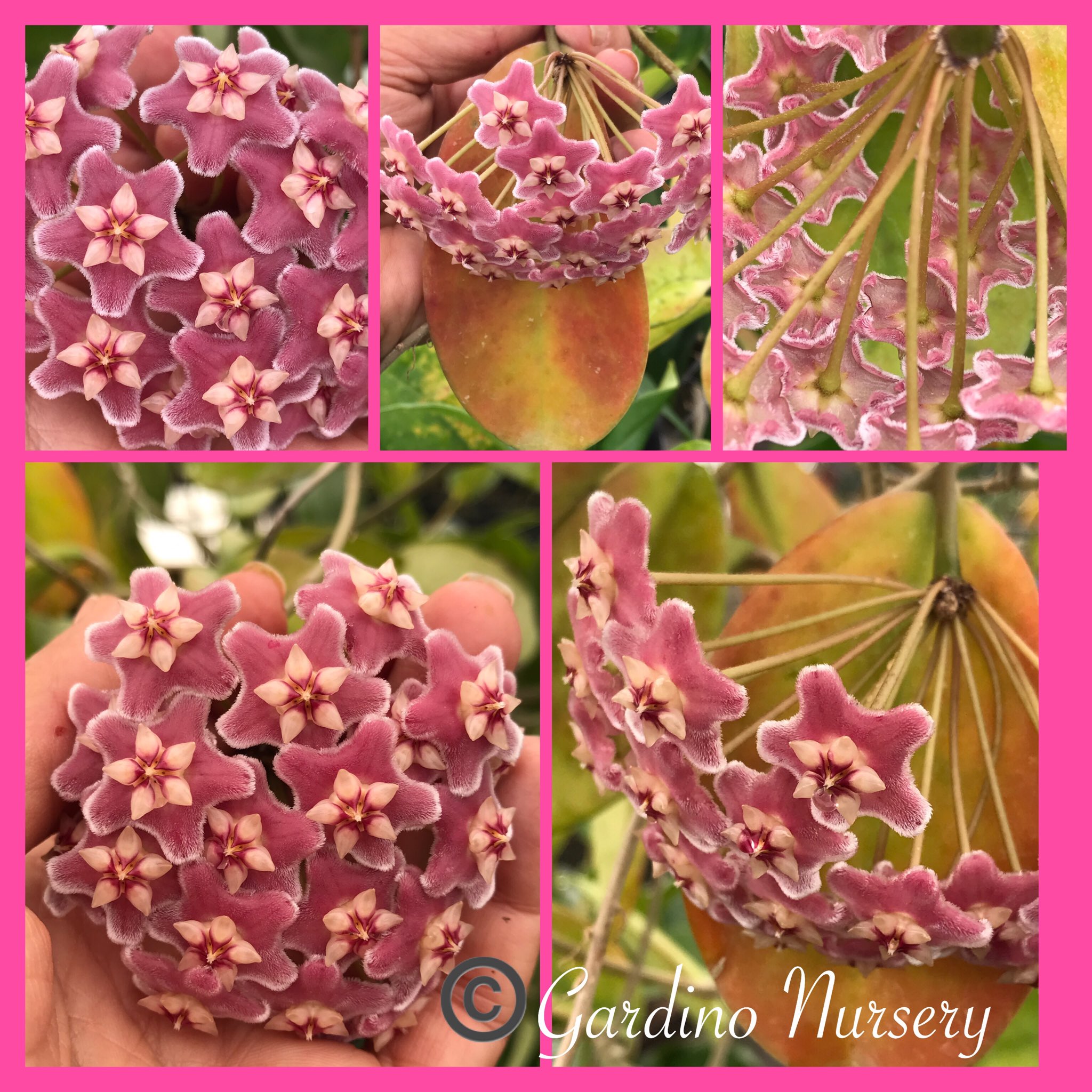 Hoya Plants on Twitter "Hoya skinneriana aka Hoya cv. Dee’s Big One