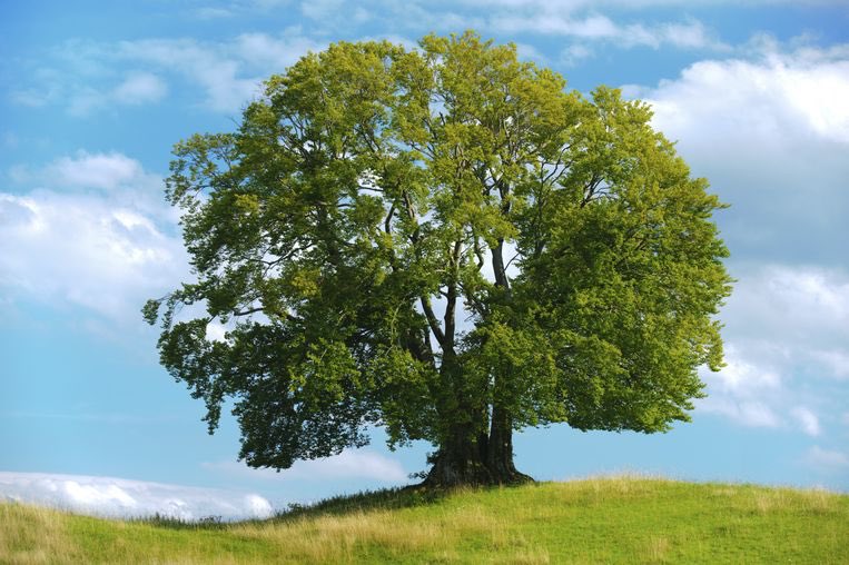 BodemBreedForum's tweet photo. Case: actieve bomen: ‘spelen bomen een rol in verwijdering  van verontreinigingen? Metalen accumulatie/ hydraulische controle- workshop #saneren met de #natuur #bioclearearth @Gemeente_Almelo @BodemBreedForum https://t.co/YPpu0DkkWN