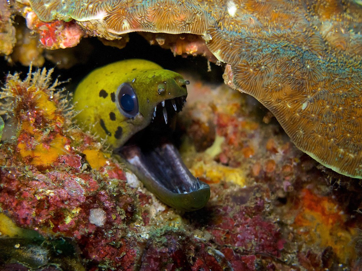 similan_scuba's tweet photo. Nice fimbriated moray eel saying hello. So many different variations of morays here so keep an eye out 👁 #scubadiving #underwater #underwaterphotography #similanscuba #moray #thatsamoray #fish #diving #scubadive #photography #scubadivinglife #scubadivingaddicts #morayeel https://t.co/Gt3NUm6VxO