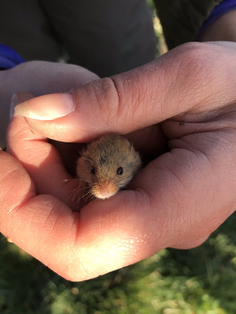 Had a great time small mammal trapping with @ConnorEcology at Sompting Brooks today, thanks @EPIC_Sompting ☺️🐭 #harvestmice #sussexcommunityfund #smallmammals