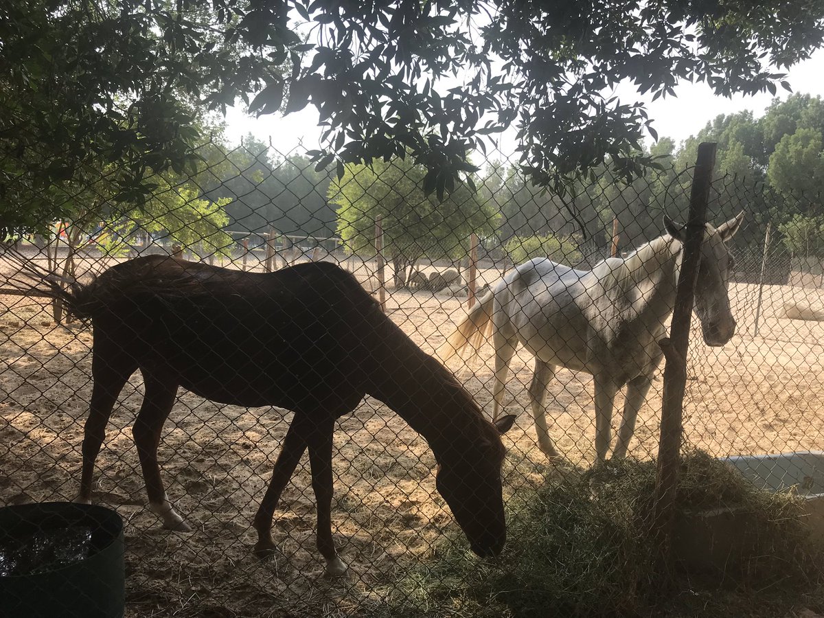 He2010Sayed's tweet image. الجمعه ٨ مارس في مزارع البوعينين بنزين مشوارك علينا عند شراء خضروات ١٧٠ ريال ومجموعه خضروات ٥٦ ريال فقط ( فلين طماطم محمي خيار كوسه باذنجان جزر كيس بالكيس بطاطس كيس ثوم ) والباقي باقل الاسعار ٠٥٦٨٢٥١٦٧١ maps.google.com/?q=26.892773,4…