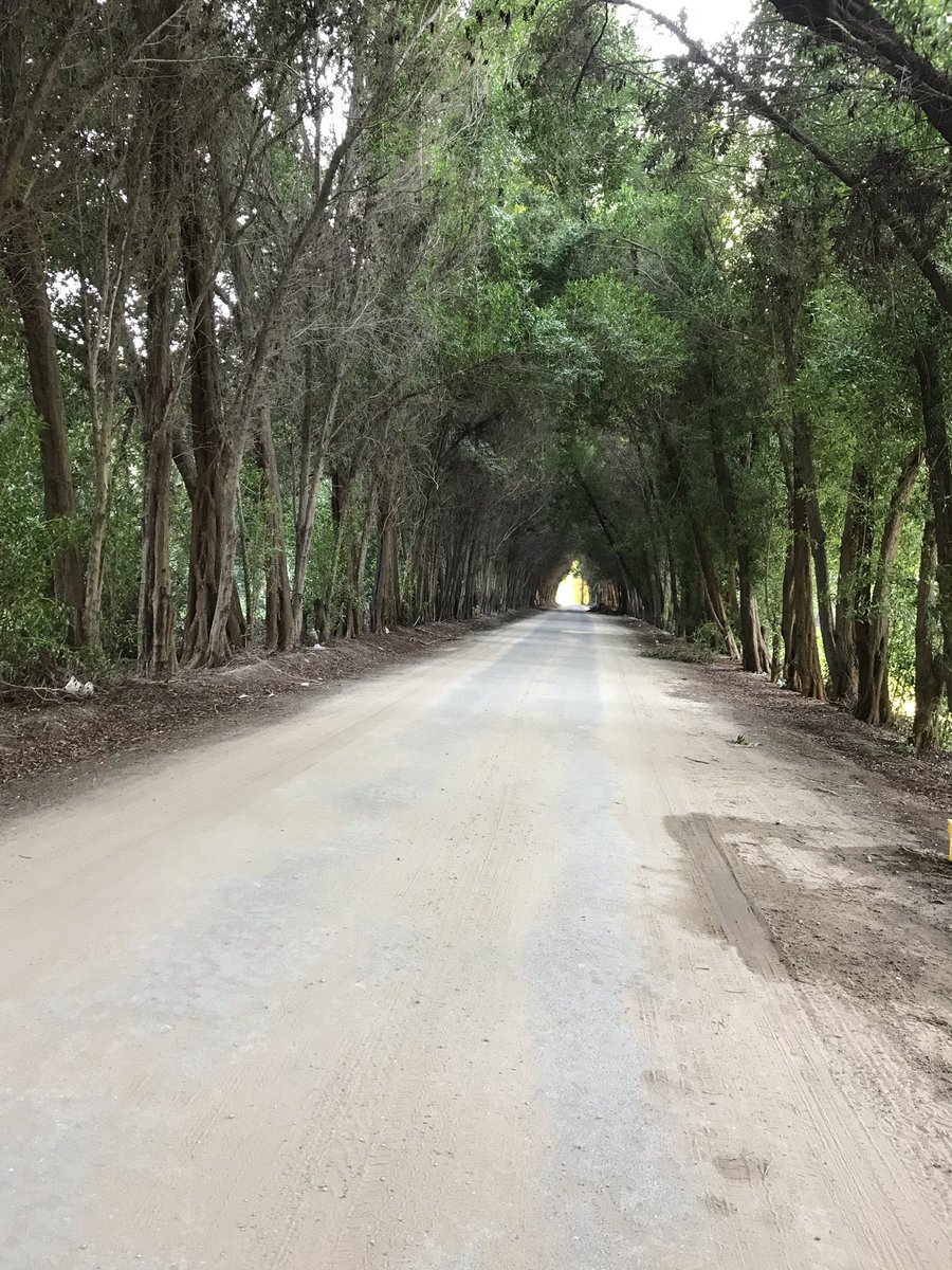 He2010Sayed's tweet image. الجمعه ٨ مارس في مزارع البوعينين بنزين مشوارك علينا عند شراء خضروات ١٧٠ ريال ومجموعه خضروات ٥٦ ريال فقط ( فلين طماطم محمي خيار كوسه باذنجان جزر كيس بالكيس بطاطس كيس ثوم ) والباقي باقل الاسعار ٠٥٦٨٢٥١٦٧١ maps.google.com/?q=26.892773,4…