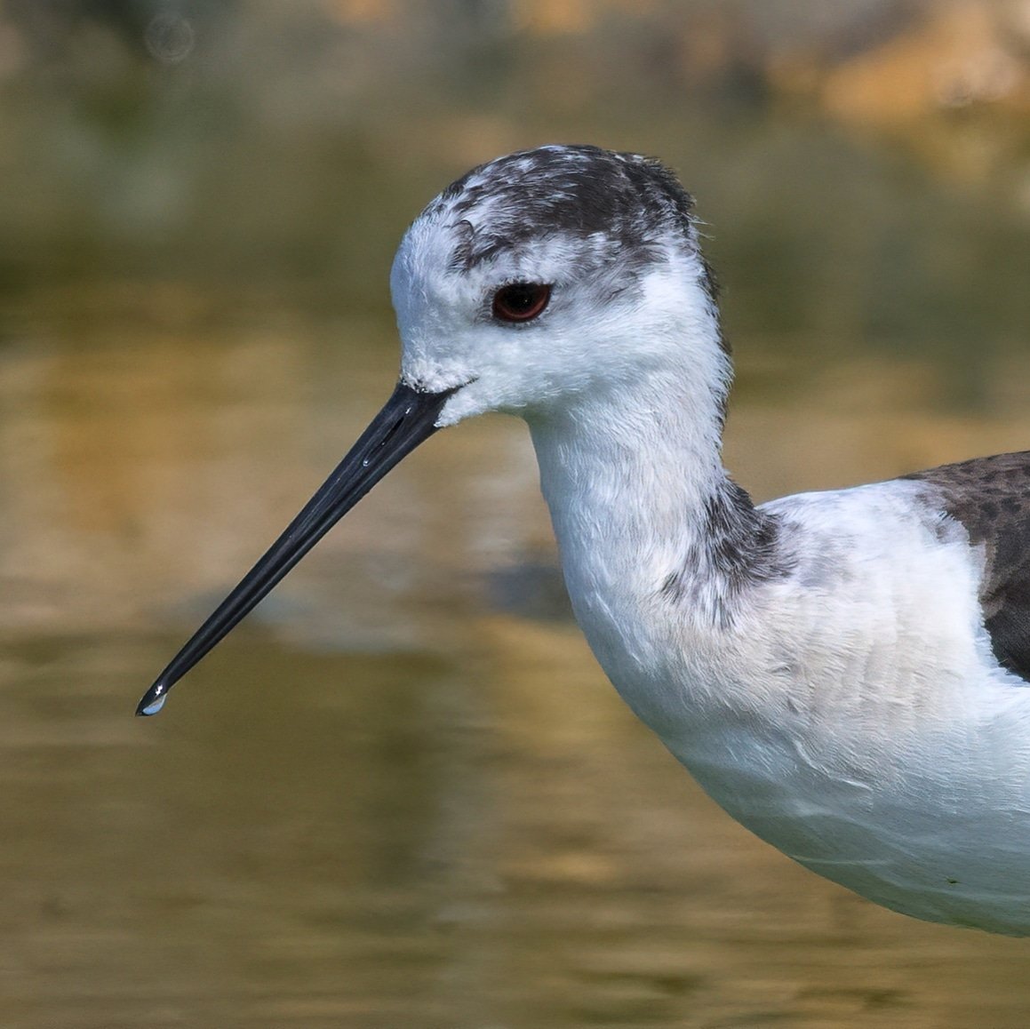 Black-winged Stilt