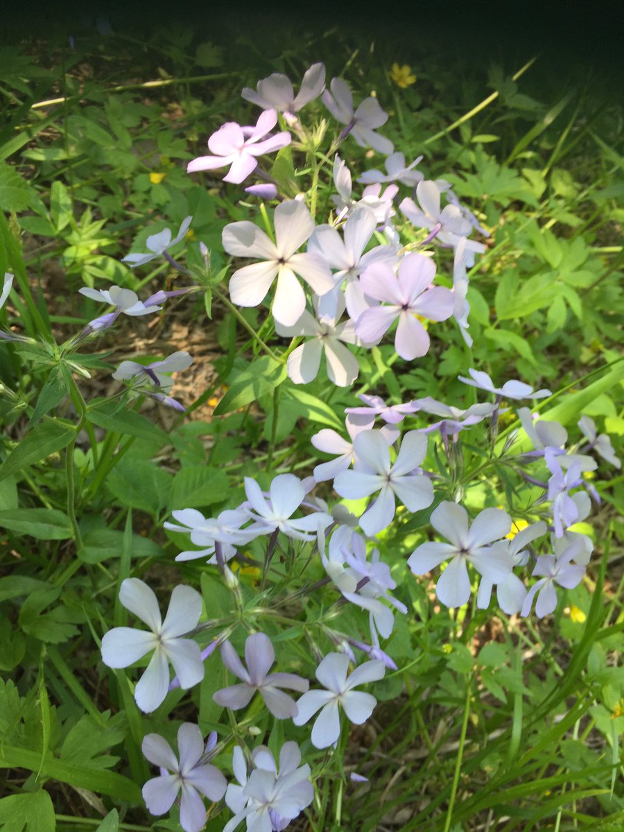 lisamnRD's tweet photo. @WinterAgGuy @kiaharries @UMNExt Pish posh!  What’s 7-12 inches when you survived the Blizzard of ‘19?  I know sooner or later these will show up. It might be July, but they will arrive! #IneedSpring https://t.co/Iqsiib942I