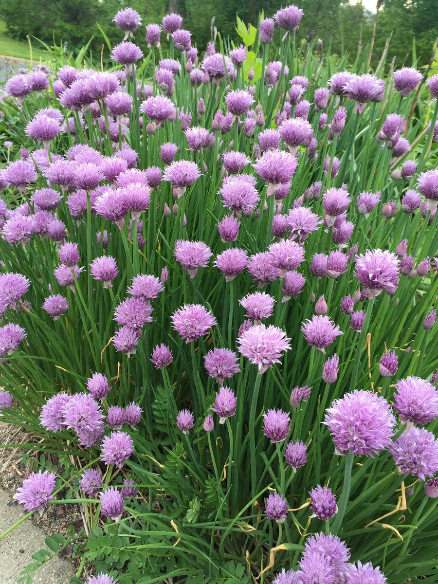 lisamnRD's tweet photo. @WinterAgGuy @kiaharries @UMNExt Pish posh!  What’s 7-12 inches when you survived the Blizzard of ‘19?  I know sooner or later these will show up. It might be July, but they will arrive! #IneedSpring https://t.co/Iqsiib942I
