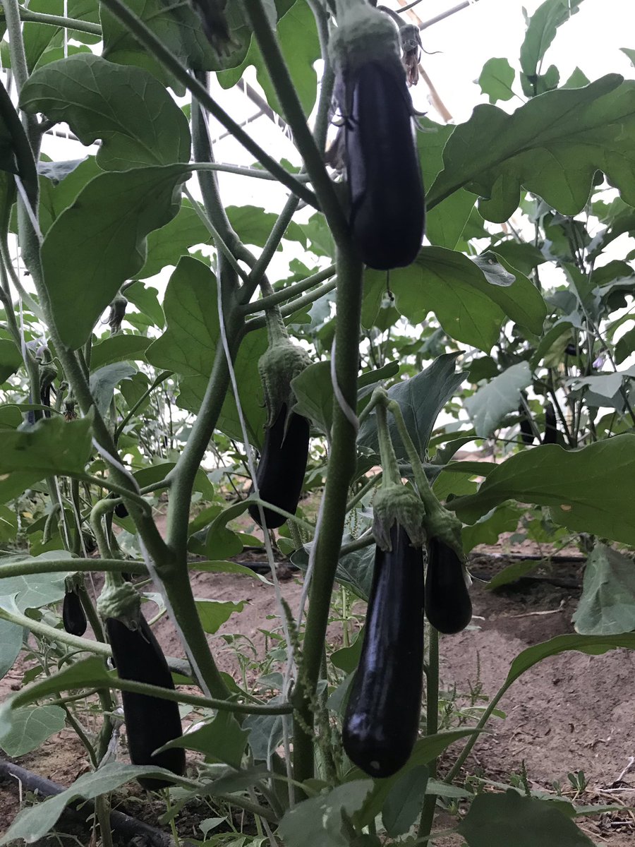 He2010Sayed's tweet image. #الخميس_الونيس
sayed_ismail
عروض الجمعه ٨ مارس في مزارع البوعينين مشوارك للمزرعه علينا استرجع قيمه ١٠ ليتر بنزين عند شراء ١٧٠ ريال منتجات واغتنم عرض ٥٦ ريال مجموعه من ( طماطم فلين محمي كوسه خيار باذنجان فلفل حار جزر بصل بطاطس ثوم ) ٠٥٦٨٢٥١٦٧١ maps.google.com/?q=26.892773,4…