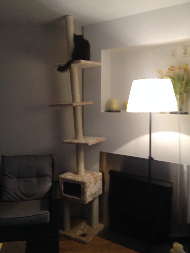 TheFelinePov's tweet photo. When putting up this cat tree, there was a cat in it before it was completely upright. Removal was futile.

Made it ever so entertaining to watch my partner rolls his eyes and scold the cat for its impatience, as he struggled to fasten the thing to the ceiling :D

#catbehavior https://t.co/VrTDJUFv1E