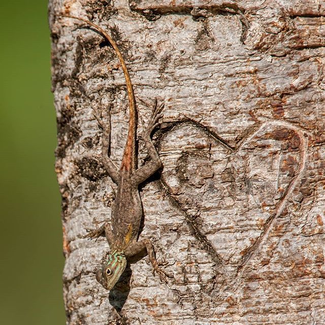 proyectoaveusa's tweet photo. another inhabitant of #mathissonhammockpark, a curious environment for a wildlife image. #fauna #ornithology #aves #florida #miami #fotografia #naturaleza #documentalismo #vidasilvestre #audubon #birdsofmiami #birdsofflorida #avesdelaflorida #ecology #paisajes #landscapephot… https://t.co/8oepYG6vrE
