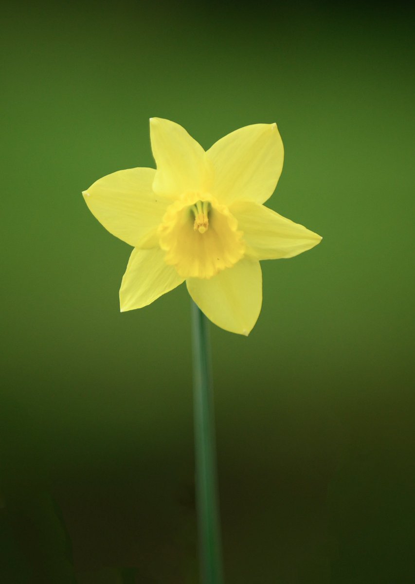 nigeldanson's tweet image. A daffodil (don’t hold back.... 😉)