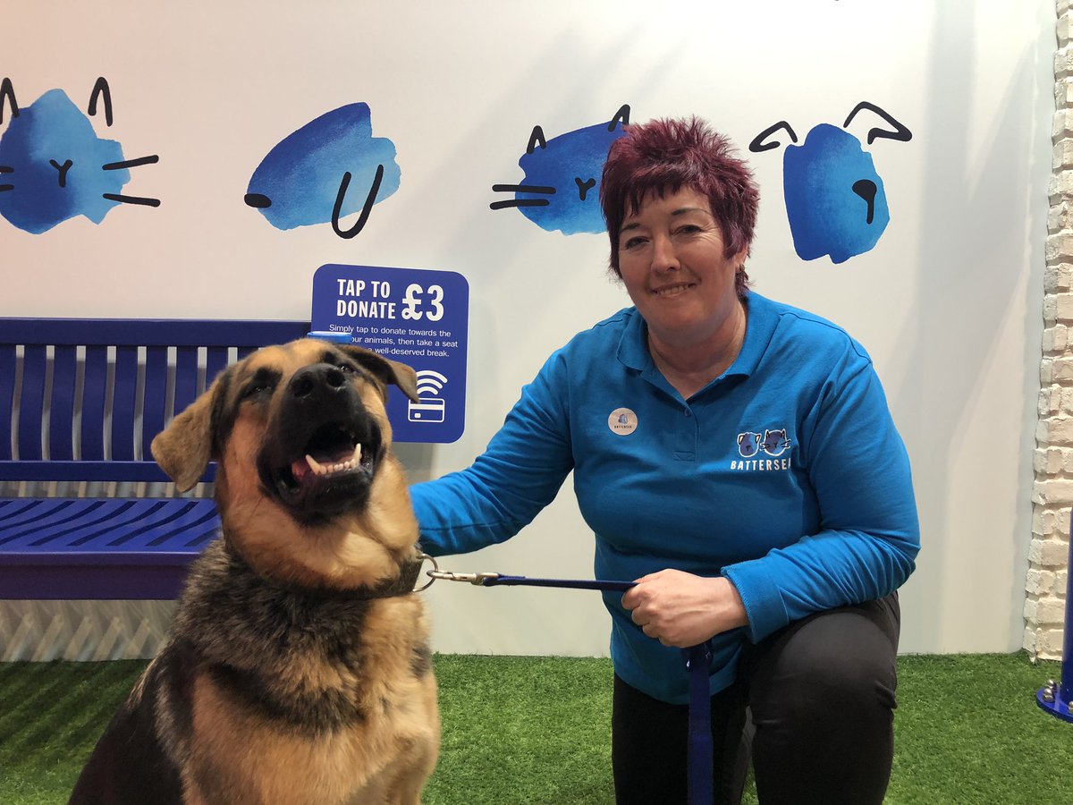 Battersea_'s tweet photo. Make sure you tune in to @Channel4’s coverage of @crufts at 3pm when our very own Ali Taylor will be chatting to @clarebalding about fostering. #Crufts2019 #ReadyToBeLoved 💙 https://t.co/uQchIBkiC4