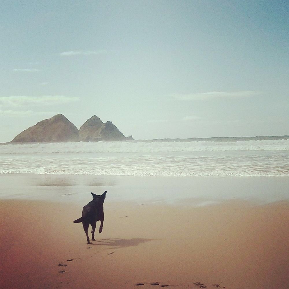 Forthglade's tweet image. The South West Coast Path has a diverse range of natural beauty. We want to see your dog pictures along the path! Enter their photo competition via our website! forthglade.com/news/pawsonthe… @SWCoastalPath  #PawsonthePath Photo Credit: Sian Pickles