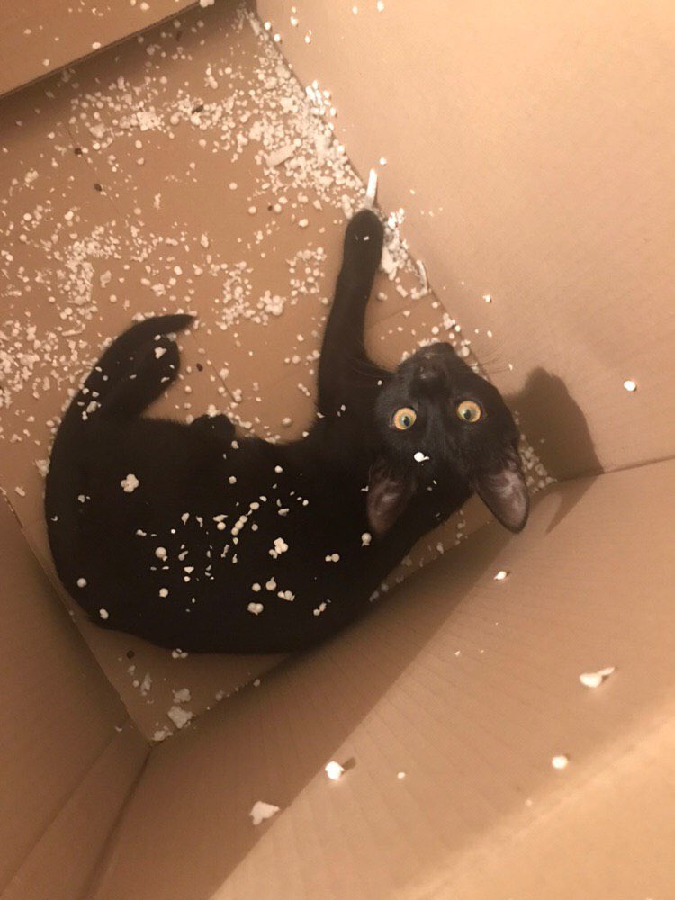 dodomy_ua's tweet image. Вмислі то не для мене коробка? 
Пф, можна подумати ти в неї сама влізеш. 
(С)Блискавка 4 місяці, хоче #додому