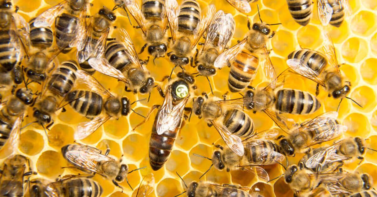 DrStevenLin's tweet image. Nutrigenomics is an exciting field where we can see how nutrition shapes our genes. You are no longer bound by your genetic ‘destiny’. Your epigenome is listening to every bite you take! How do we know? A fascinating example lies with honey bees… buff.ly/2SkwlSn