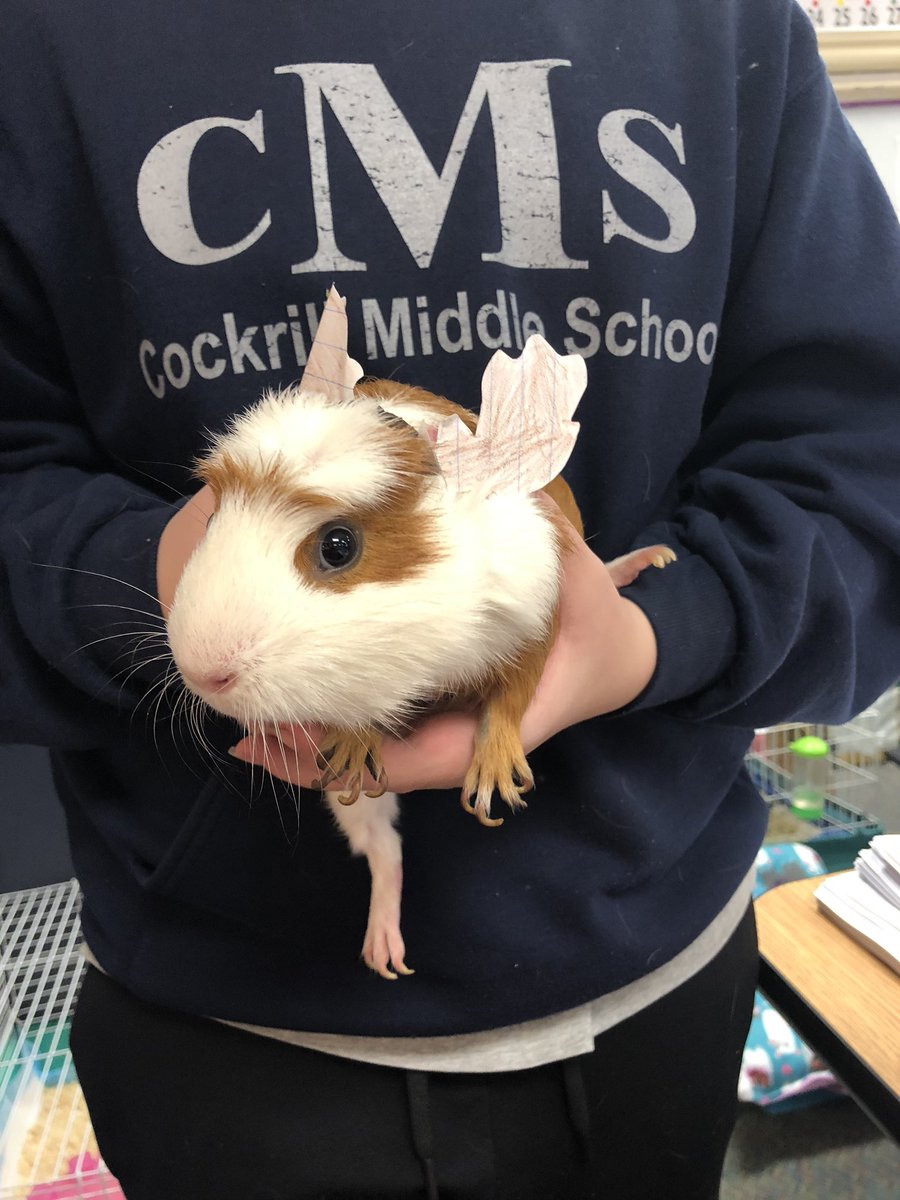 rkeating76's tweet photo. Even the guinea pigs get into March Madness!  Mascot for one team— the “Canadian Mooses!”  Got to love the minds of 5th graders!  #wilmeth https://t.co/MVPkryQWo4