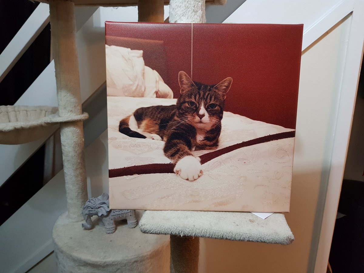 MsEmJam's tweet image. My gorgeous friend had this done for me ❤❤❤❤#RubyCat