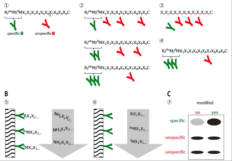 NDissmeyer's tweet photo. happy to see our review @JXBot with Pitter Huesgen &amp; Andreas Perrar @fz_juelich @UniCologne @IPB_Halle open &amp; out - #nterminomics methods for characterization of @proteintermini &amp; #proteoform|s (New beginnings and new ends) #nendrule #ndegronpathway
https://t.co/gdZnSiuLJZ https://t.co/M75hncNo8v