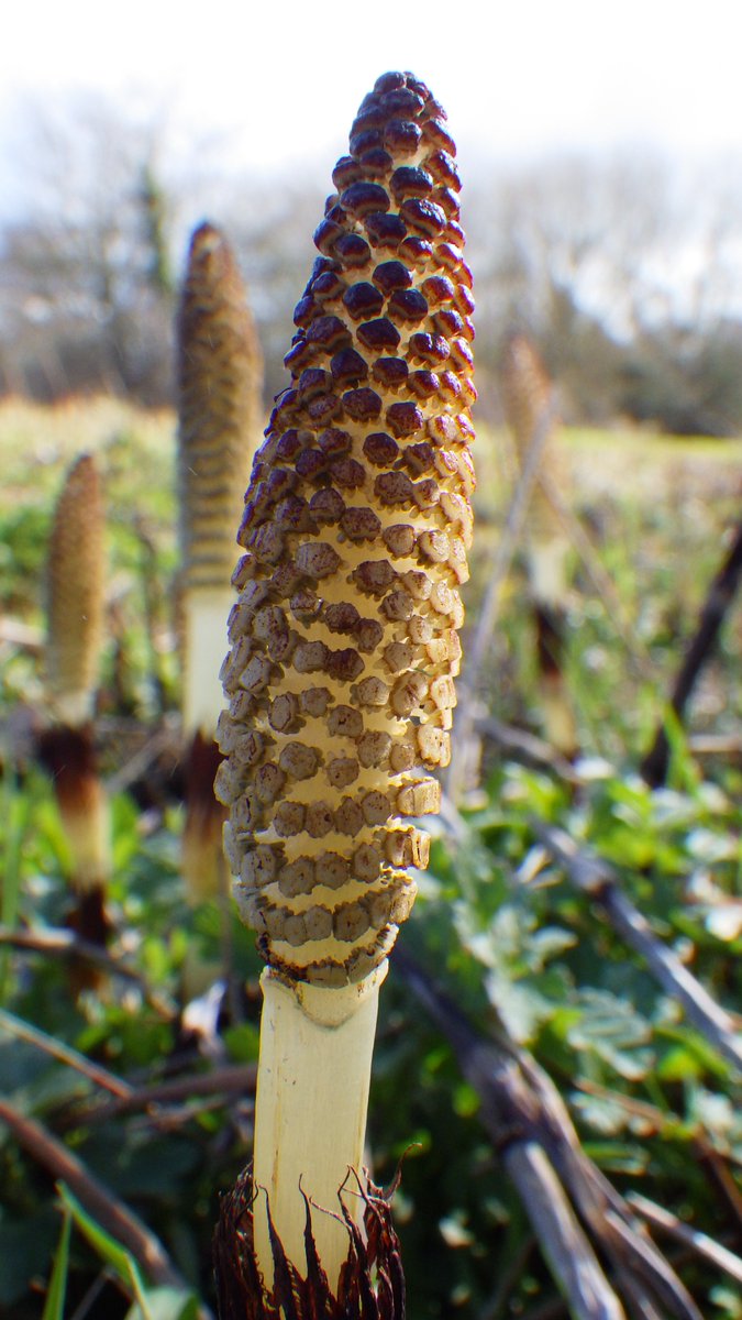 bernoid's tweet image. Horsetail - Equisetum telmateia. These were my very first #naturejournal entry back in April last year. They&apos;re early. The spore-bearing fertile heads are popping up! Living fossils. From the Paleozoic forests over 500 million years old. #Horsetail #LivingFossils