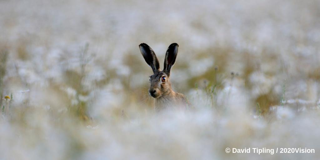 HantsIWWildlife's tweet image. Are you planning to take part in next week&apos;s #ClimateStrike here in #Hampshire or the #IsleofWight? 

And would you be happy to share in a blog post why climate change matters to you and our local environment? Get in touch! 🌍💚