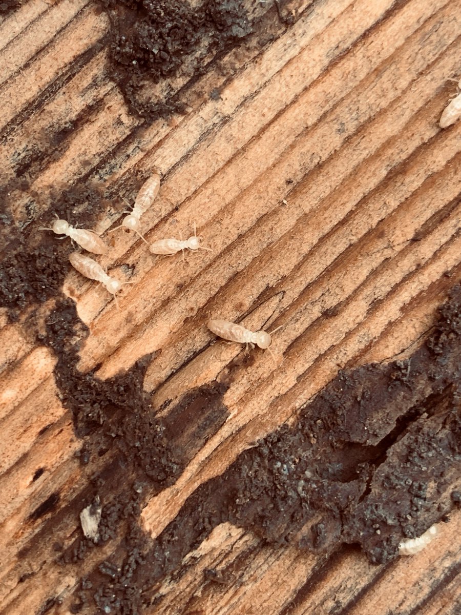 NBPinnaclepest's tweet photo. Call Pinnacle Pest Defense today for your FREE pest inspection. (830) 302-3050 https://t.co/Ci7lxTTIaf