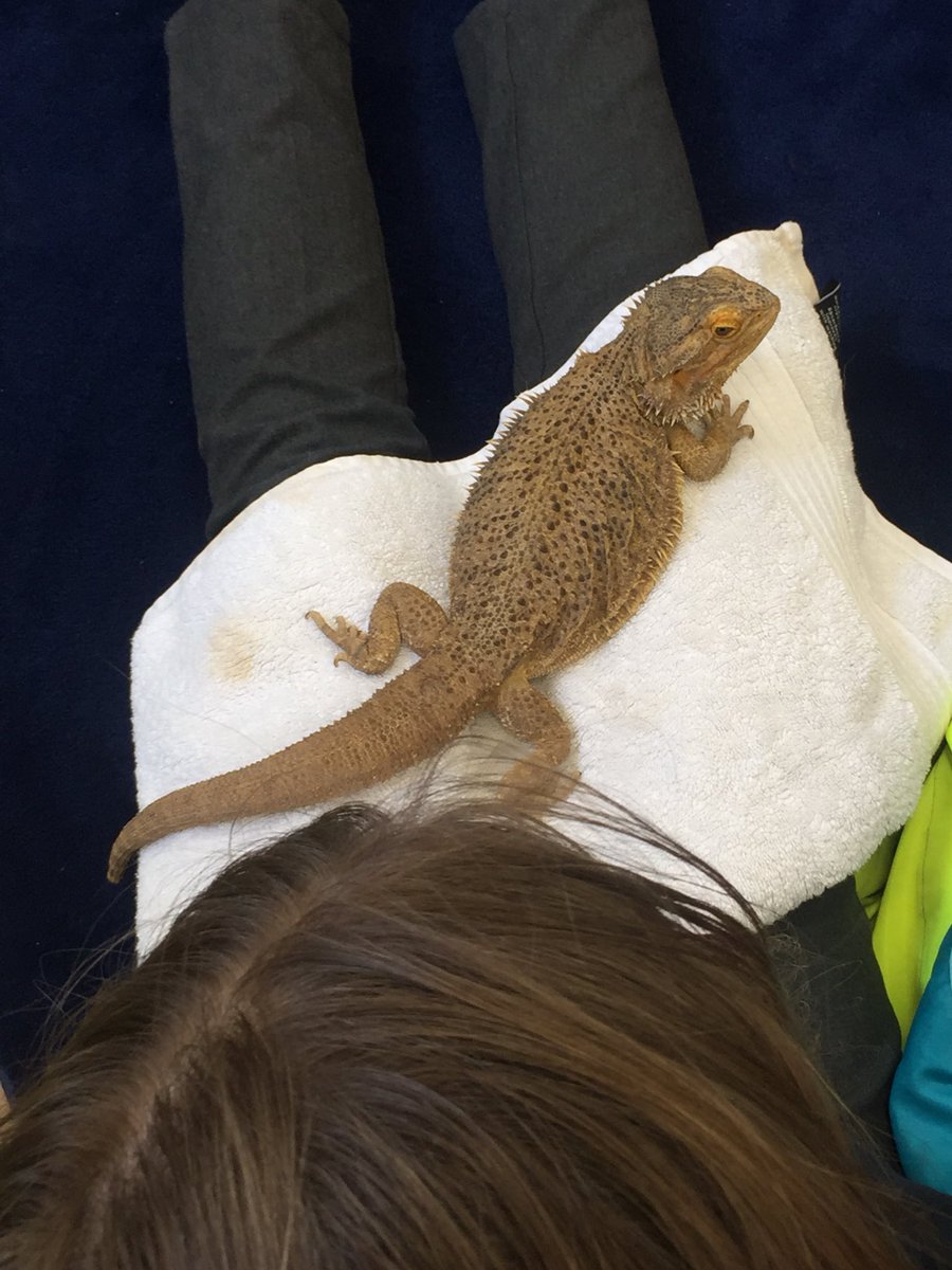 CazzaO's tweet photo. Celebrating World Book Day with books stories and animals @leedslibraries @morleyhub #WorldBookDayUK https://t.co/Ghaqr1fNeE