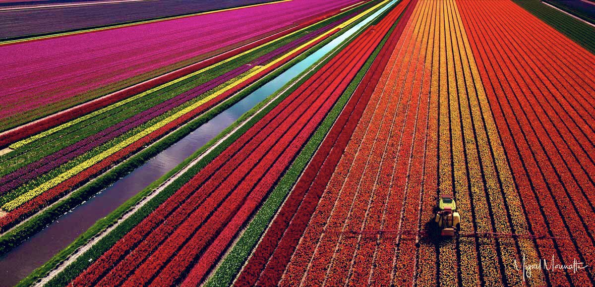 #Netherlands 🇳🇱🌷💖