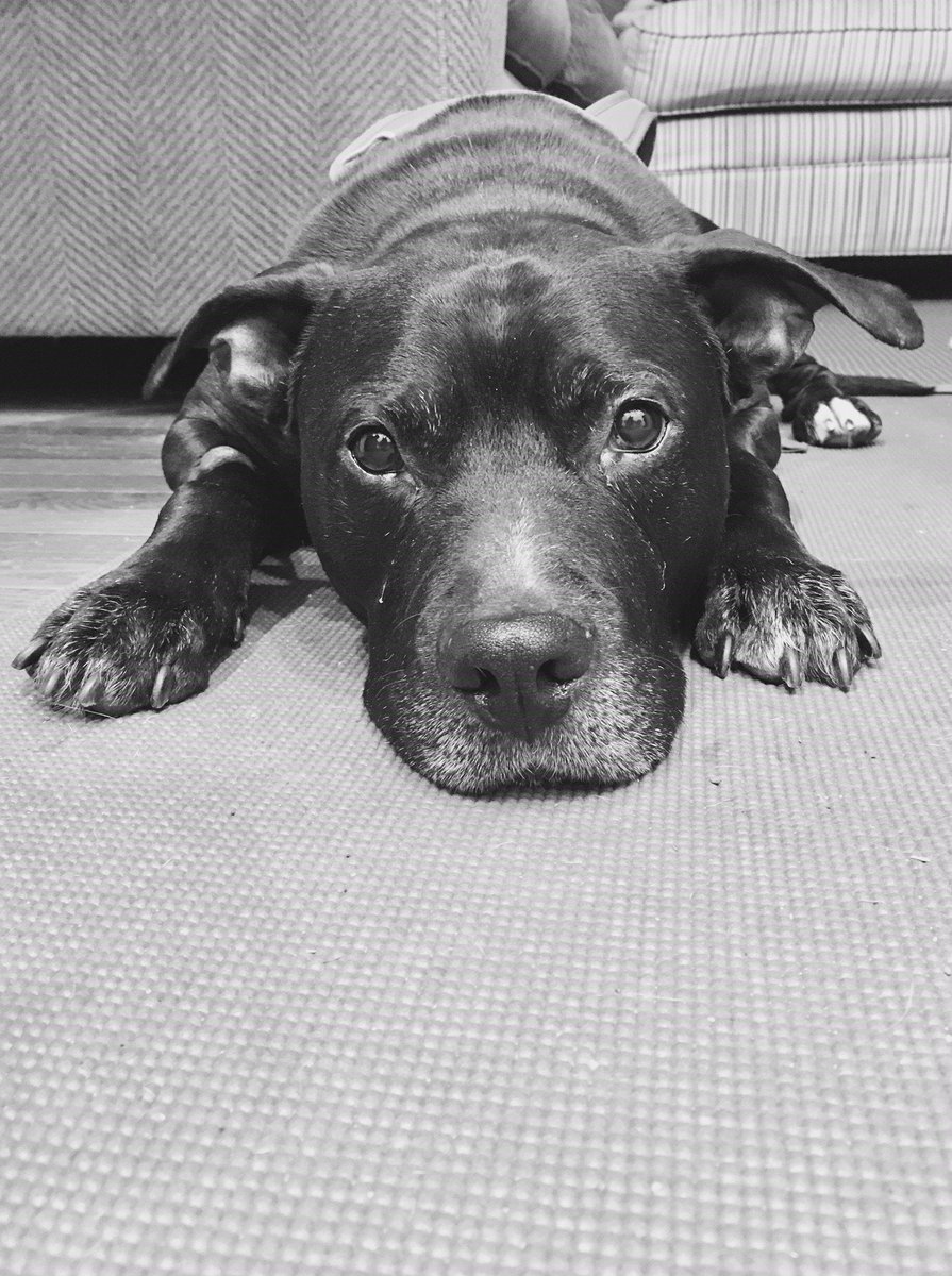 MspcaAngell's tweet photo. So many of you have emailed methuenadoptions@mspca.org to inquire about Blue, the wonderful special needs dog avail for adoption at @nevinsfarm.  But he's still looking for a home!  Let's RT to find him one! https://t.co/WUCv6jx1Q6 https://t.co/LwxwcaomRl