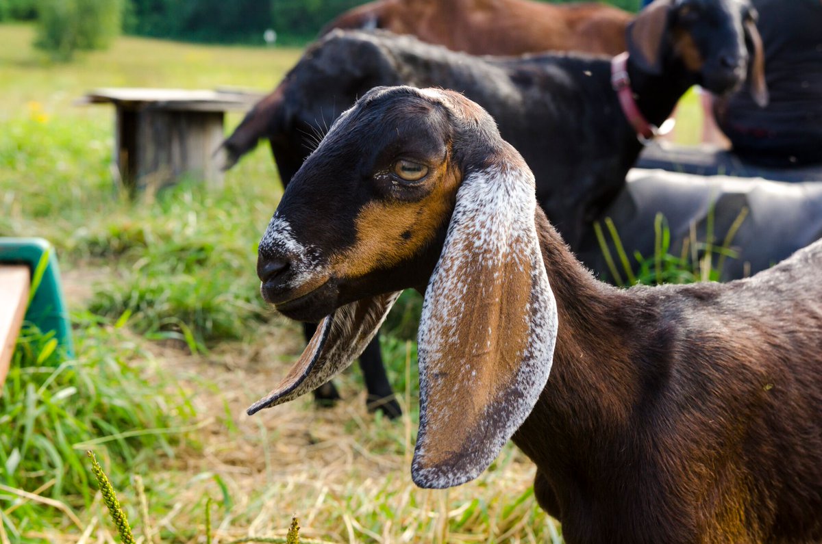 The calendar says it should be Spring soon. The view out our window disagrees. Time for a cute goat picture, right?