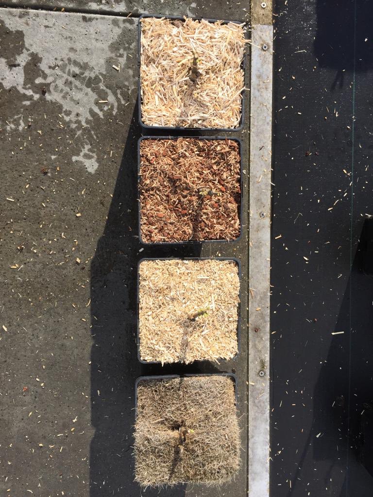 Onderzoek bright tree is gestart. Vitale bodem en vitale plant staan centraal  @BL_CampusVenlo @HAShogeschool #duurzaamheid