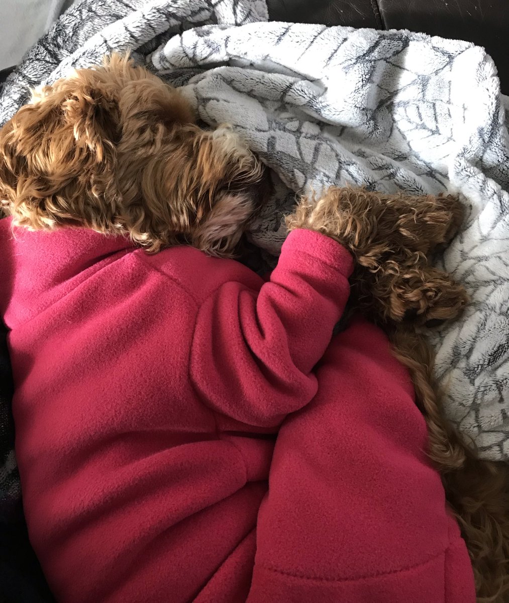 parker_chops's tweet photo. Got muddy, had bath, cuddles with mom, then snuggled down #dogslife @equafleece #dogsofinstagram #cockapoo #dogs #happydog #cockapoolife #cutedogs #puppylove #lovecockapoo #happy #dogsoftwitter #dogsofinstagram @FluffSociety #lovemydog #doglovers https://t.co/dMrNqPey7x