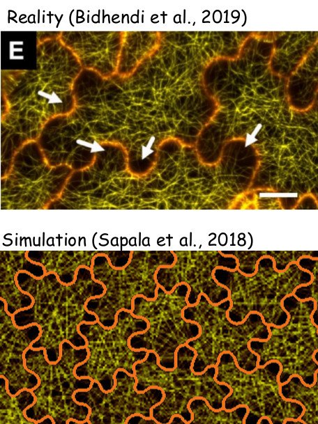 Nice MT images in the puzzle cell preprint from <a href="/GeitmannLab/">Geitmann Lab</a> biorxiv.org/content/10.110…