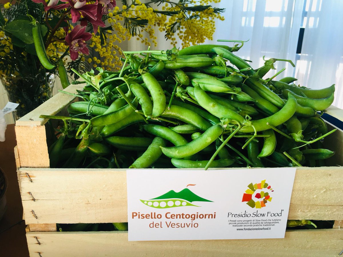 Presidi <a href="/SlowFoodItaly/">Slow Food Italia</a>. Il Pisello Centogiorni del Vesuvio: al via una rivoluzione culturale ---> goo.gl/EP1Spz