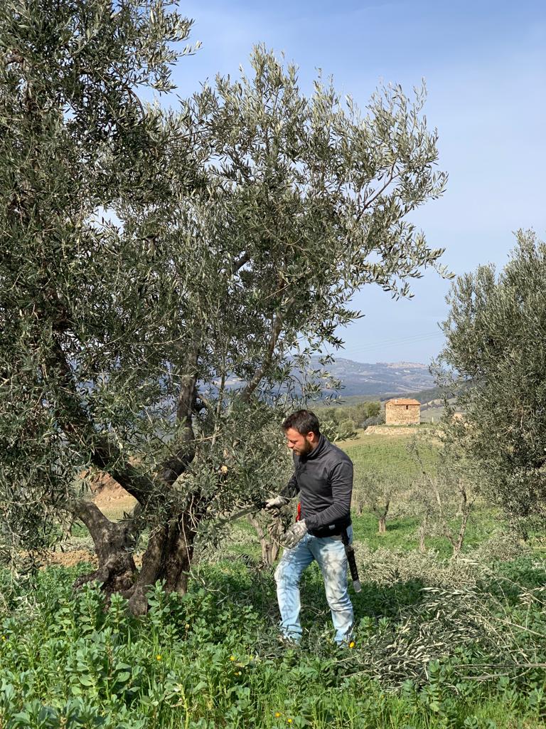 podereforte's tweet photo. A Podere Forte siamo nel pieno della potatura degli olivi, fondamentale affinché la pianta possa rinnovare la vegetazione e risulti maggiormente esposta alla radiazione solare. La vegetazione ordinata favorisce lo sviluppo e la maturazione di un frutto di qualità.
 #podereforte https://t.co/tJ31DalLbs