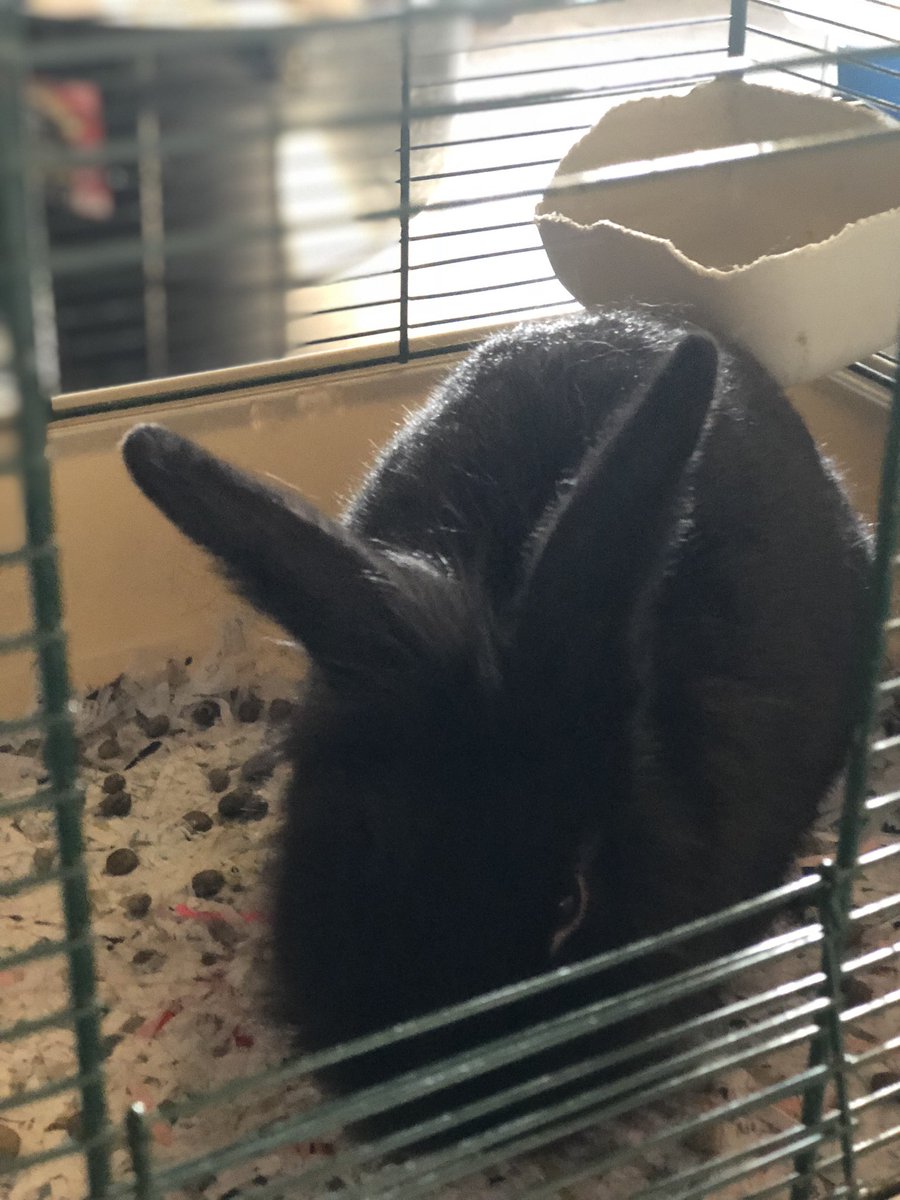 emilyjkhaley's tweet photo. New additions to the animal lab! My kids are so excited! #teachag #cchs #woodburyffa @WeAreCannon https://t.co/ZAXXP1q97a