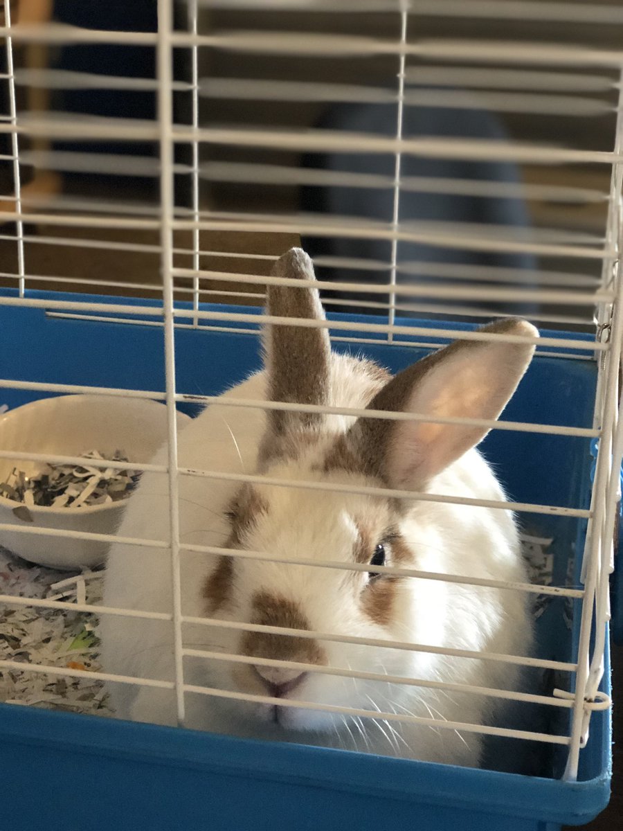 emilyjkhaley's tweet photo. New additions to the animal lab! My kids are so excited! #teachag #cchs #woodburyffa @WeAreCannon https://t.co/ZAXXP1q97a