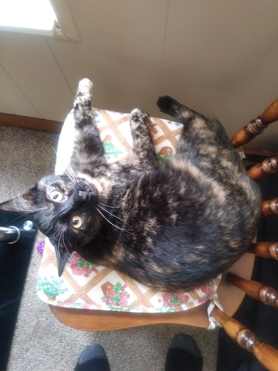 If she grows any more, she won't fit in her favorite chairs #dailydoseofcat