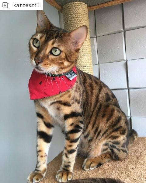 EDistripet's tweet photo. Olá humanos o desfile de carnaval acabou , mas de fofura não, olha essa minha bandana de melancia que linda♥♥
.
.
.
.
.
#pet #pets #cat #cats #dog #dogs #petgram #instapet #dogmodel #doglovers #lovedog #estilopet #bandana #amocachorros #amogatos #ibirapuera #villalobos https://t.co/6rVAEJYE4U
