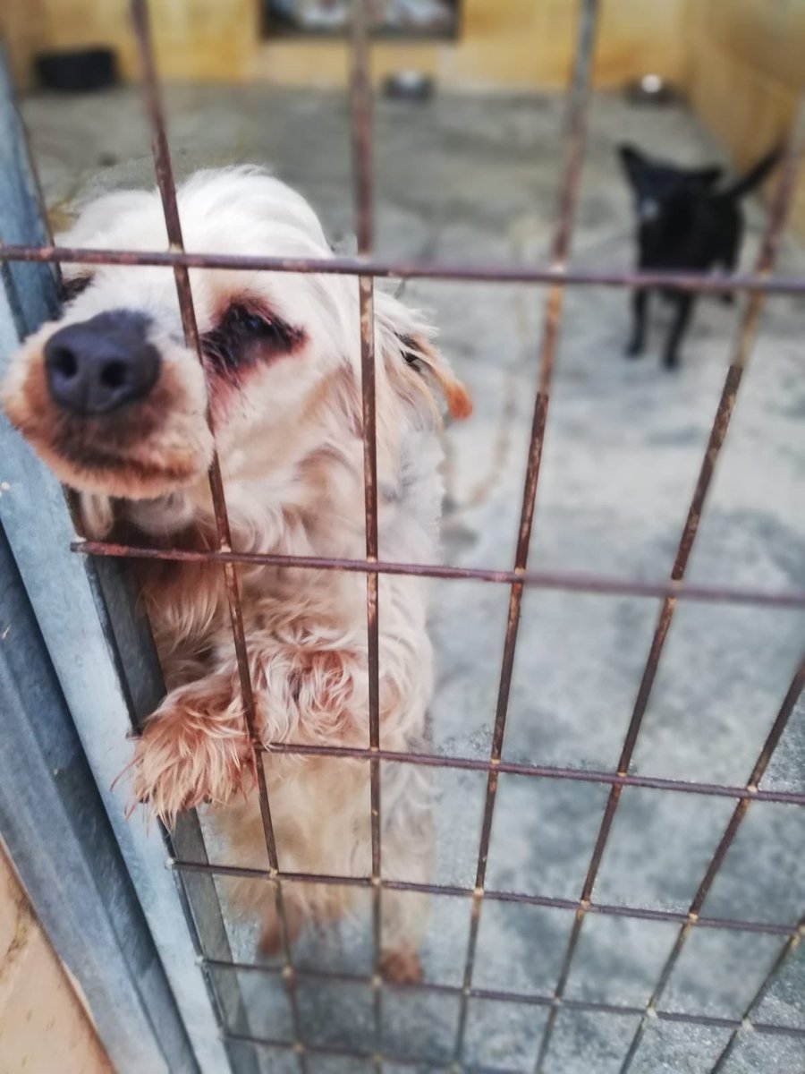 protemalaga's tweet photo. Zeus tiene su microchip puesto pero es de esos perrillos cuyos dueños no contestan, no saben, no se ocupan.
Zeus necesita acogida, hasta que le busquemos una adopción definitiva,así que si tú puedes acogerlo, escríbenos un mail con tu teléfono a
acogidasprotectoramalaga@gmail.com https://t.co/UTuUJex8QN