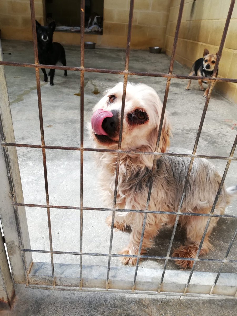 protemalaga's tweet photo. Zeus tiene su microchip puesto pero es de esos perrillos cuyos dueños no contestan, no saben, no se ocupan.
Zeus necesita acogida, hasta que le busquemos una adopción definitiva,así que si tú puedes acogerlo, escríbenos un mail con tu teléfono a
acogidasprotectoramalaga@gmail.com https://t.co/UTuUJex8QN